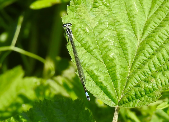 Coenagrion pulchellum - karcsú légivadász