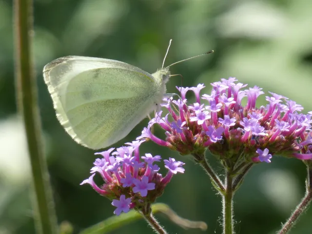 Pieris rapae - répalepke