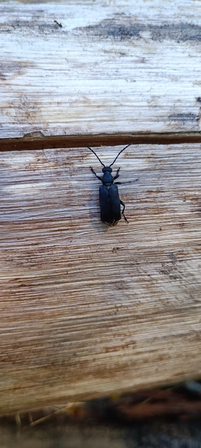 Stictoleptura scutellata - hegyi virágcincér