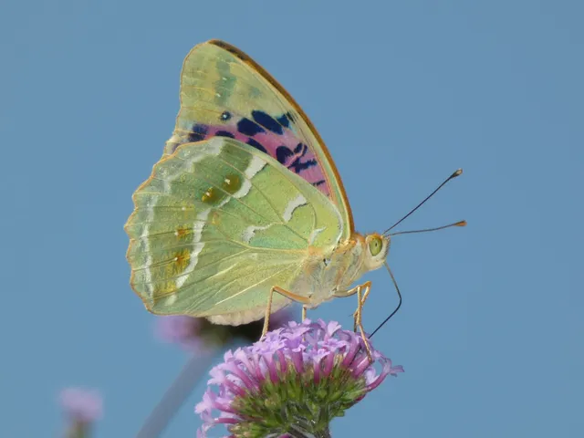 Argynnis pandora - zöldes gyöngyházlepke