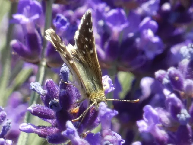 Pyrgus armoricanus - feles busalepke