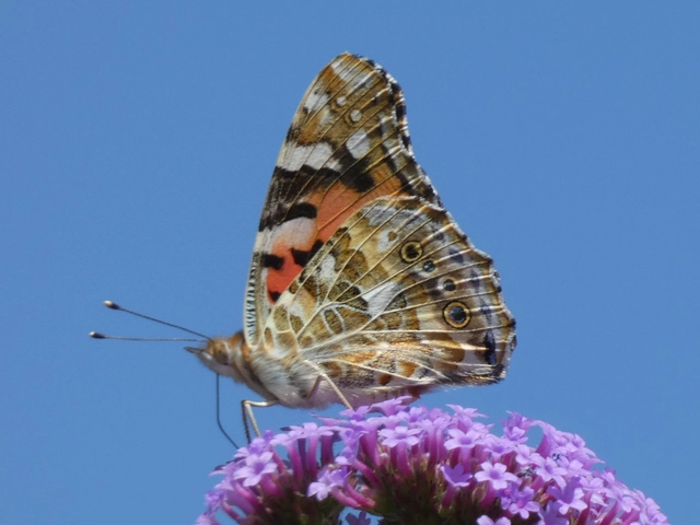 Vanessa cardui - bogáncslepke