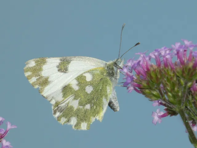 Pontia edusa - rezedalepke