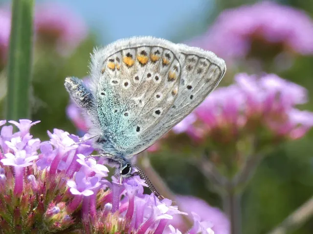 Polyommatus icarus - közönséges boglárka