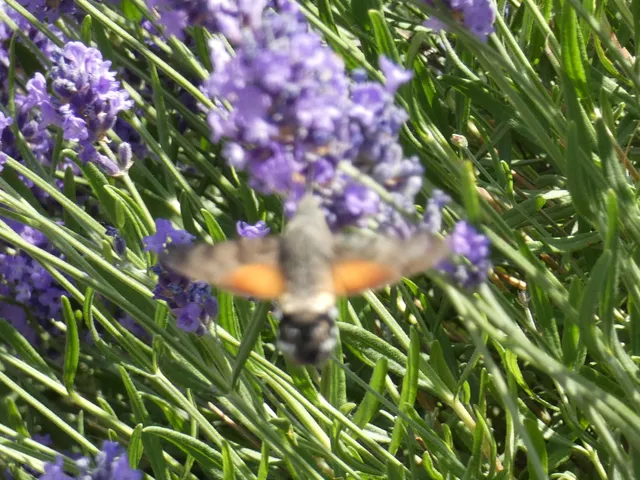 Macroglossum stellatarum - kacsafarkú szender