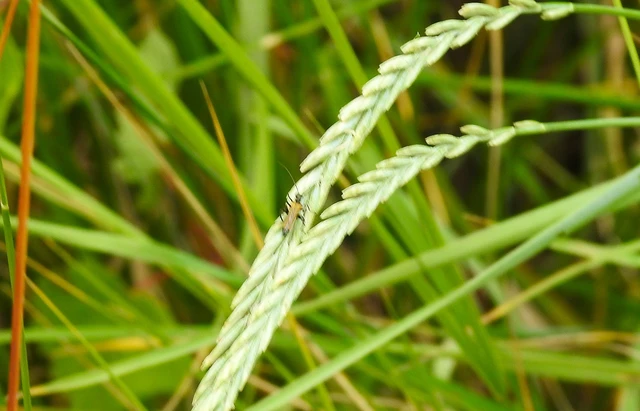Oedemera femorata - sárgahátú álcincér