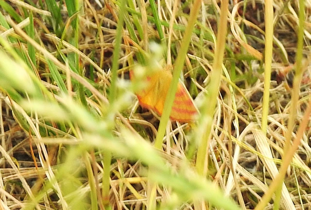Lythria purpuraria - bíborsávos araszoló