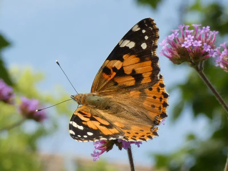 Vanessa cardui - bogáncslepke