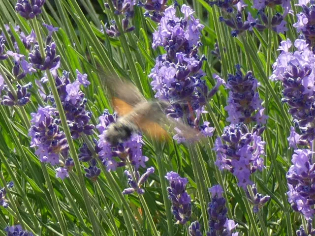 Macroglossum stellatarum - kacsafarkú szender
