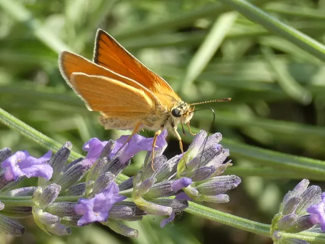 Thymelicus lineola - vonalas busalepke