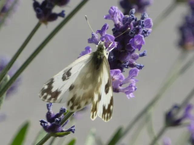 Pontia edusa - rezedalepke