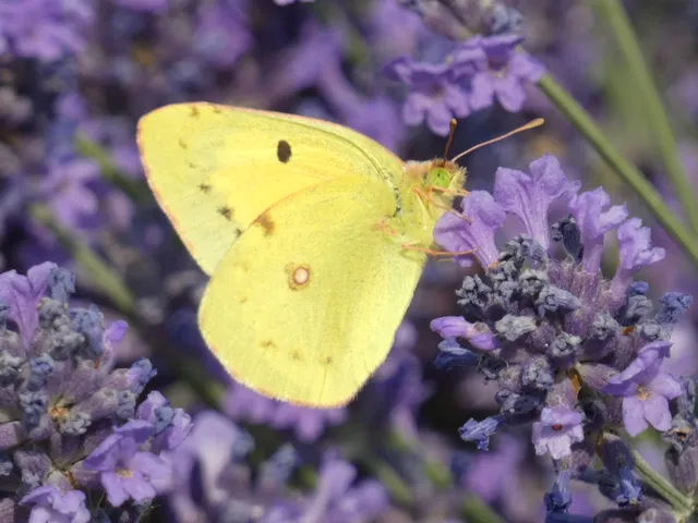 Colias erate - csángó-kéneslepke