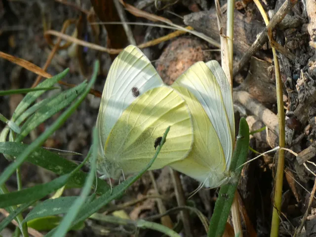 Pieris rapae - répalepke