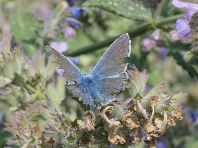 Polyommatus icarus - közönséges boglárka