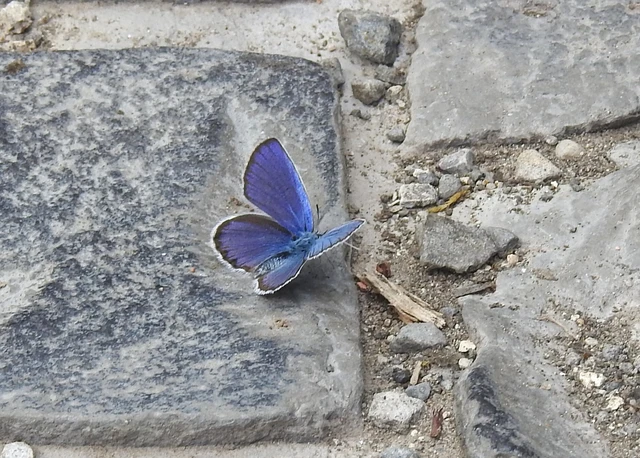 Plebejus argyrognomon - tintakék boglárka