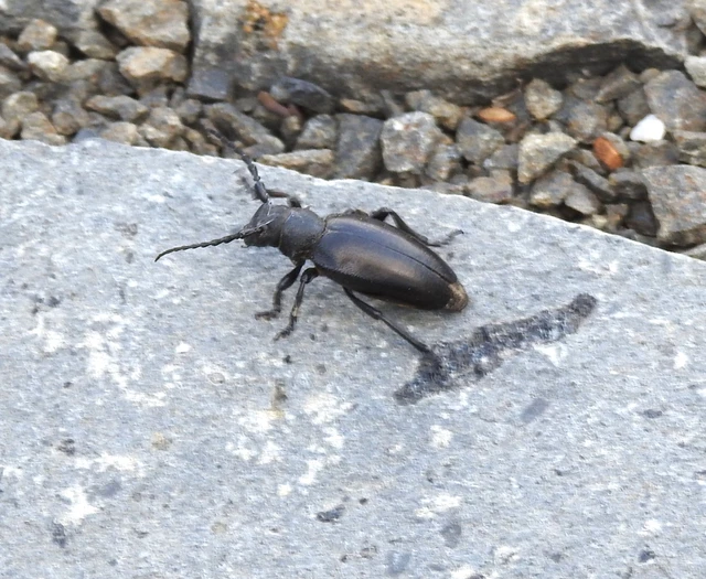 Dorcadion aethiops - fekete gyalogcincér