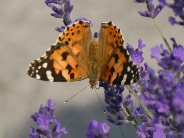 Vanessa cardui - bogáncslepke