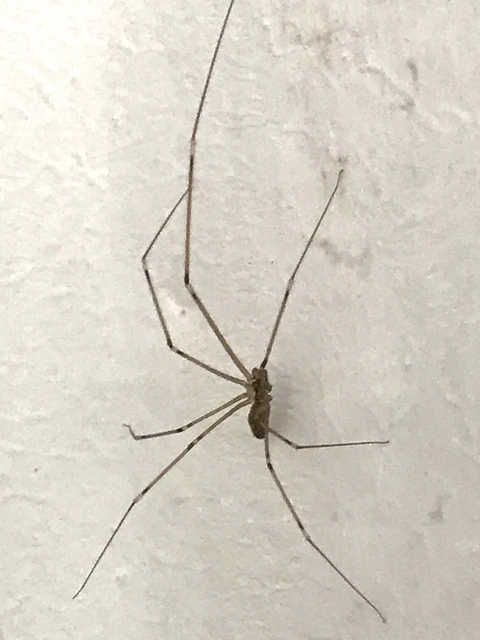 Pholcidae - álkaszáspókok