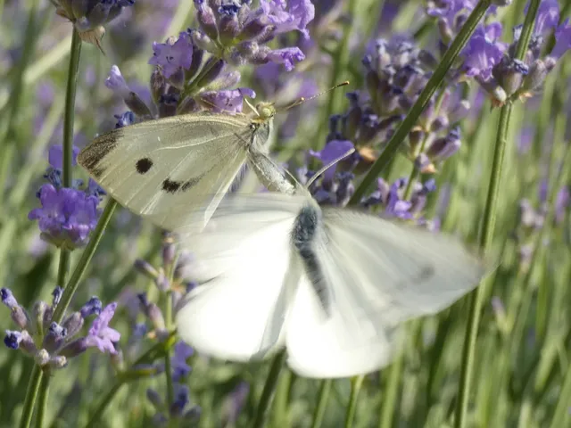 Pieris rapae - répalepke