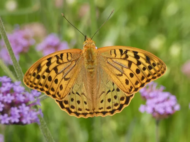 Argynnis pandora - zöldes gyöngyházlepke