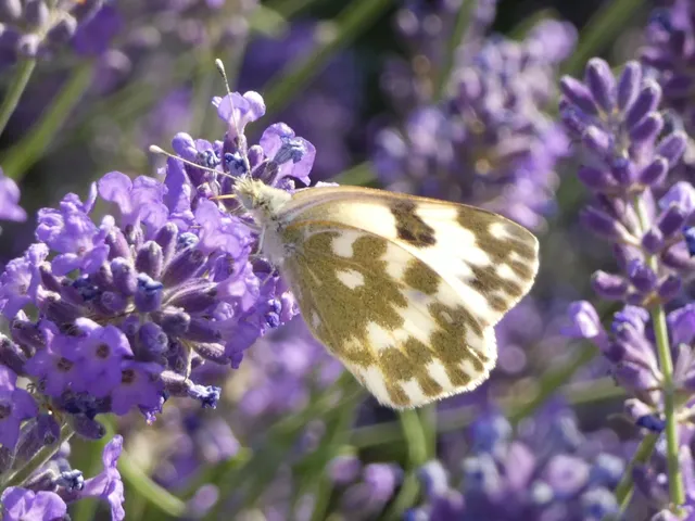 Pontia edusa - rezedalepke