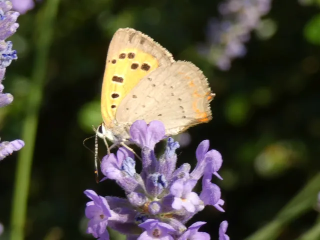 Lycaena phlaeas - közönséges tűzlepke