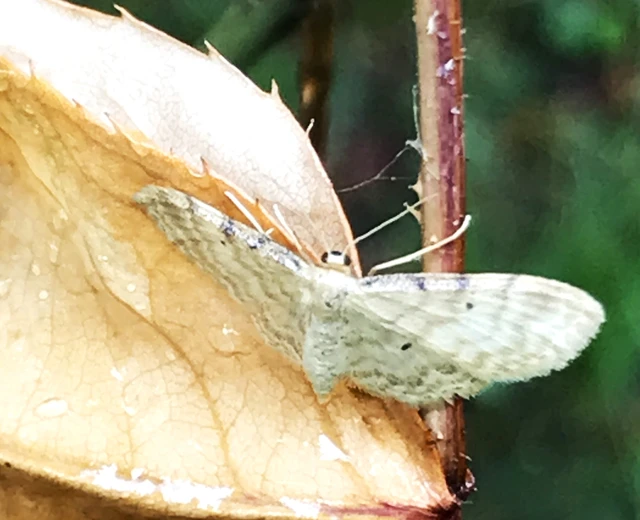 Idaea fuscovenosa - szürkeszélű apróaraszoló