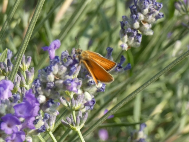 Thymelicus lineola - vonalas busalepke