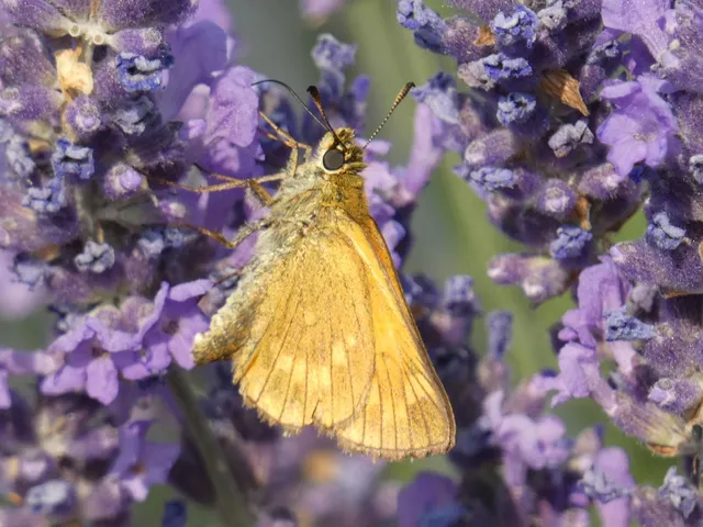 Ochlodes sylvanus - erdei busalepke