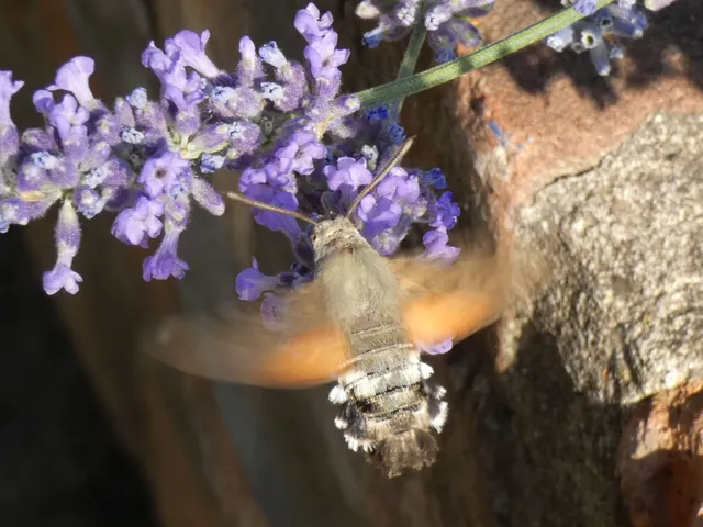 Macroglossum stellatarum - kacsafarkú szender
