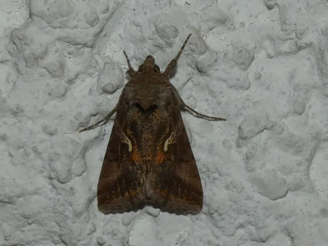 Autographa gamma - gammalepke