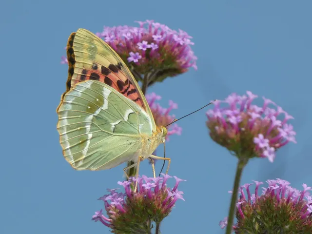 Argynnis pandora - zöldes gyöngyházlepke