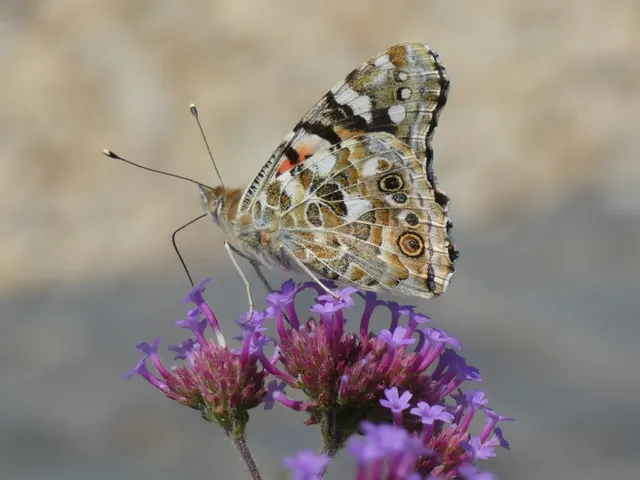 Vanessa cardui - bogáncslepke