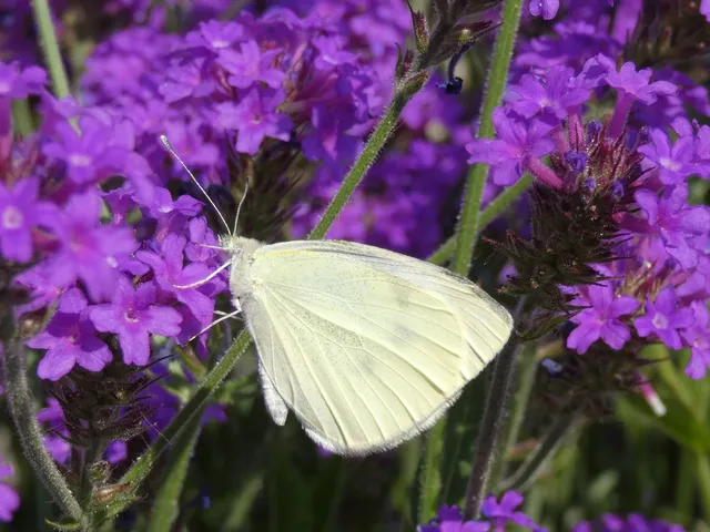 Pieris rapae - répalepke