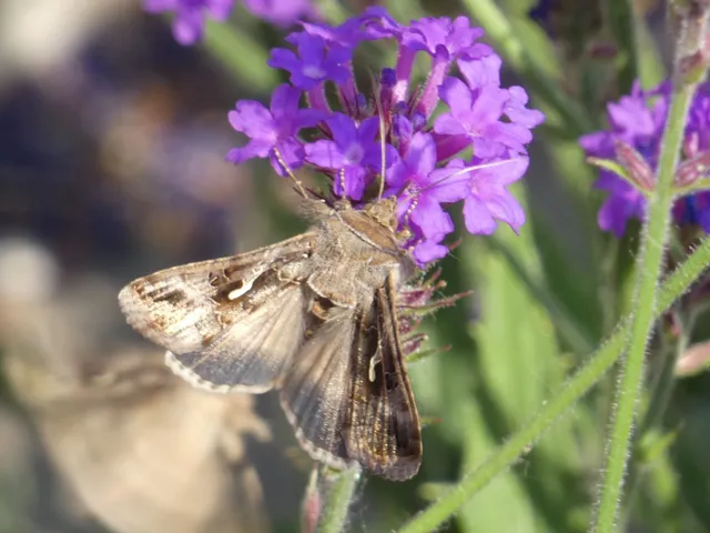 Autographa gamma - gammalepke
