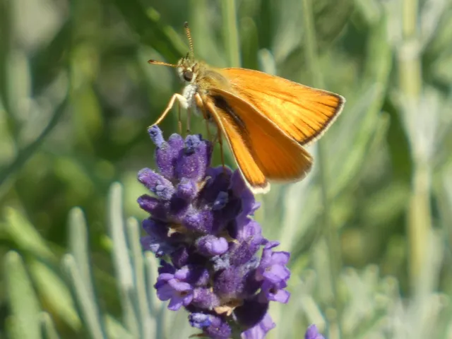 Thymelicus lineola - vonalas busalepke