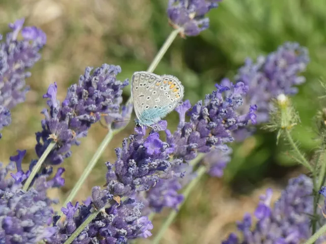 Polyommatus icarus - közönséges boglárka