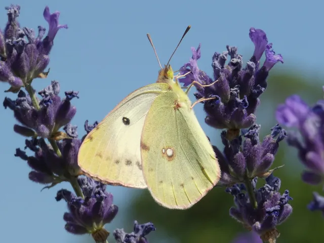 Colias croceus - sáfránylepke