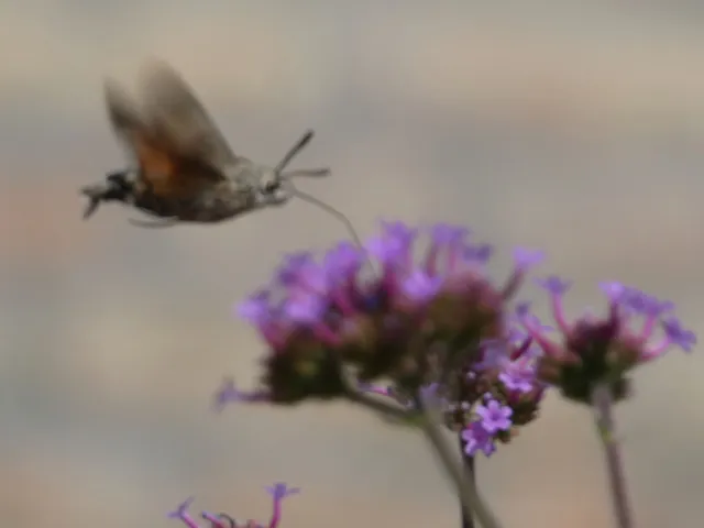 Macroglossum stellatarum - kacsafarkú szender