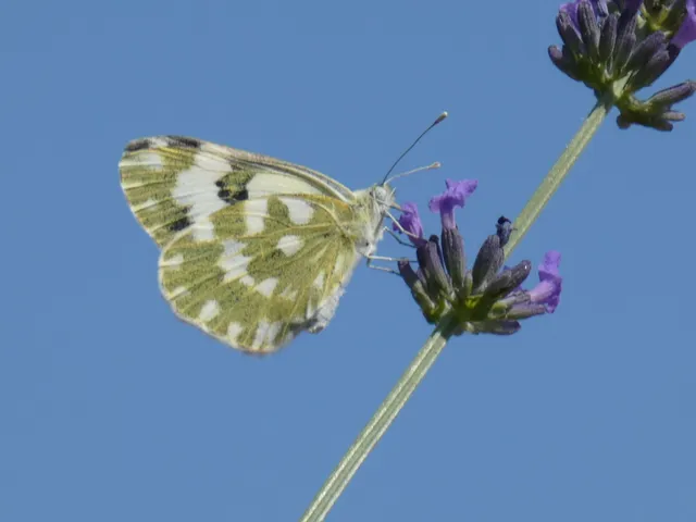 Pontia edusa - rezedalepke