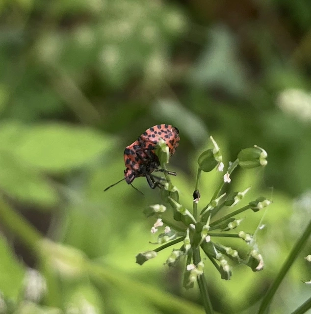 Graphosoma italicum - csíkos pajzsospoloska