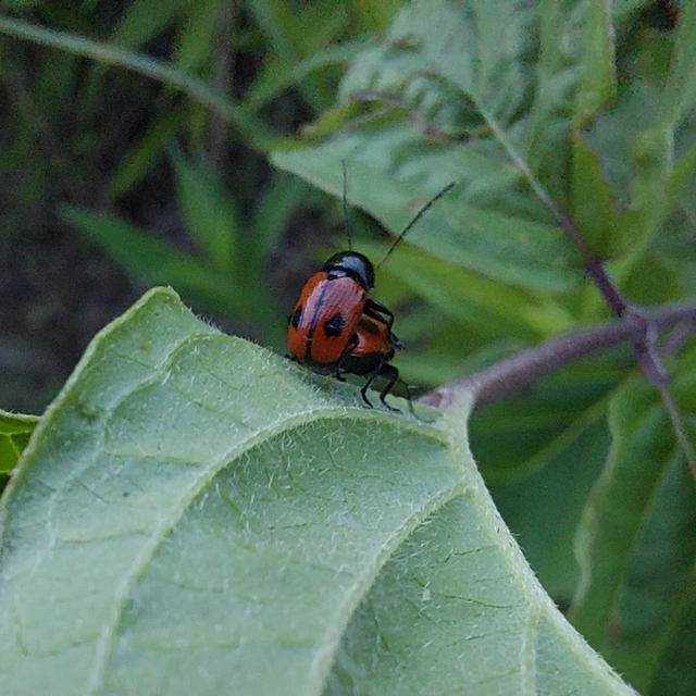 Cryptocephalus bipunctatus - kétpettyes zömökbogár
