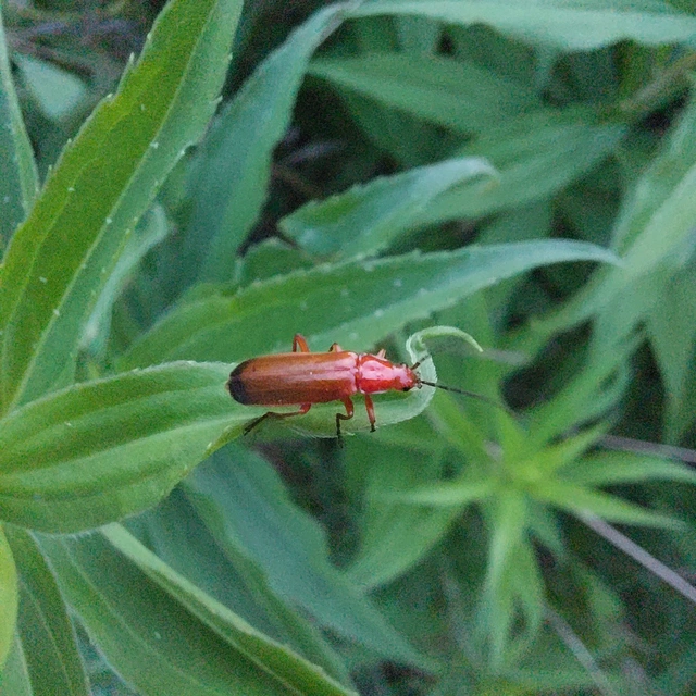 Rhagonycha fulva - feketevégű lágybogár