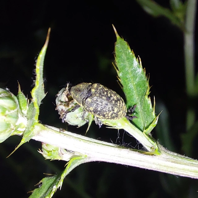 Larinus