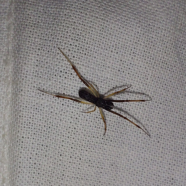 Episinus truncatus - csonka törpepók