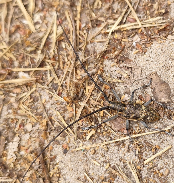 Monochamus galloprovincialis pistor - foltos fenyvescincér