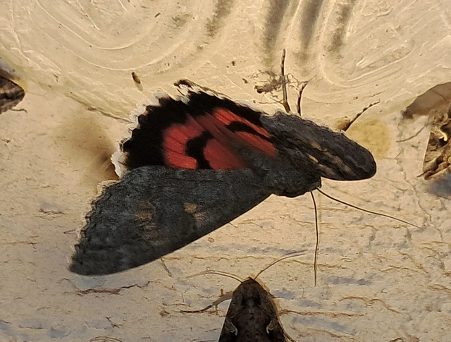 Catocala nupta - piros övesbagoly