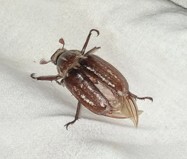 Anoxia orientalis - keleti cserebogár