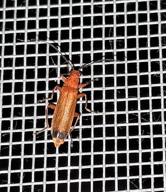 Rhagonycha fulva - feketevégű lágybogár