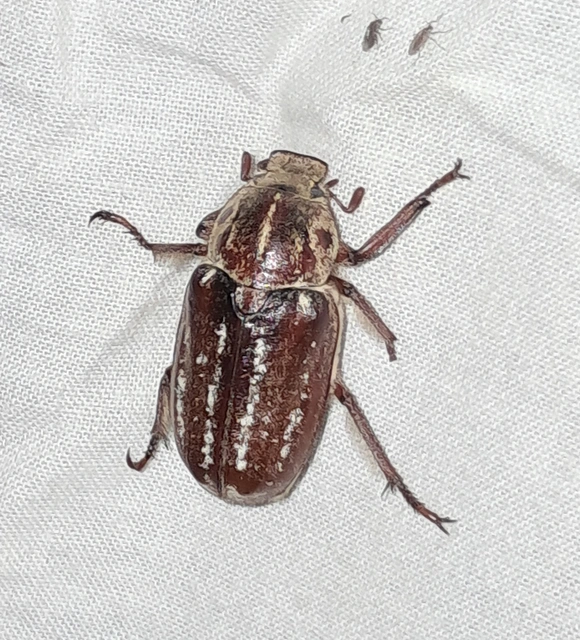 Anoxia orientalis - keleti cserebogár